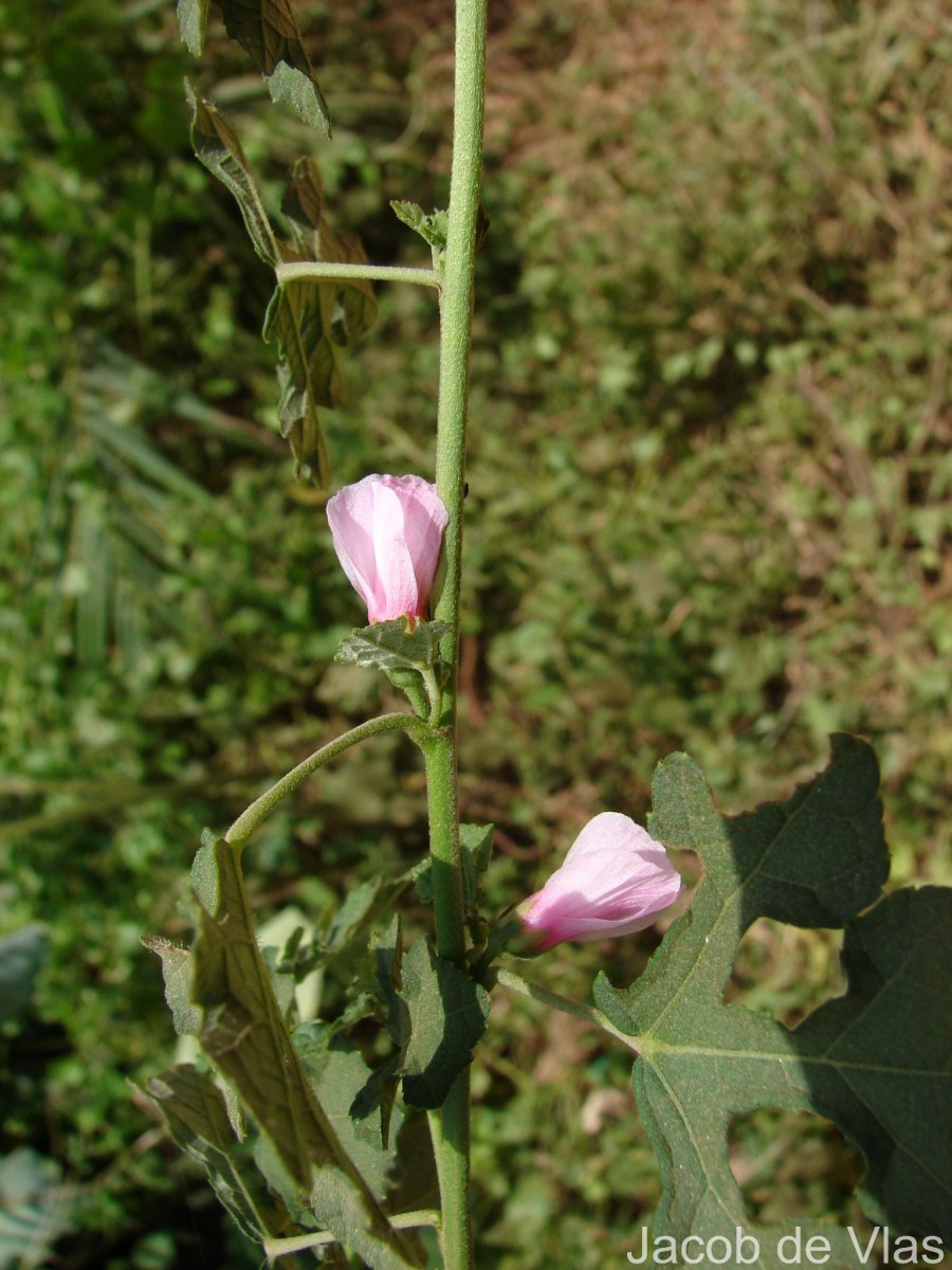 Urena lobata subsp. sinuata (L.) Borss.Waalk.